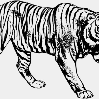 TIGER005 Thumbnail
