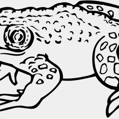 Frogs Thumbnail